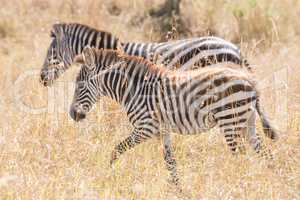 Zebra and foal walk side-by-side on savannah