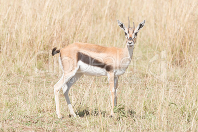 Young Thomson's gazelle stands staring at camera