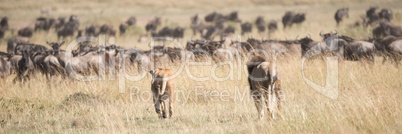Male and female lions stalk wildebeest herd