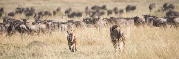 Male and female lions stalk wildebeest herd