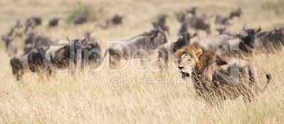 Lion watches as wildebeest pass behind him