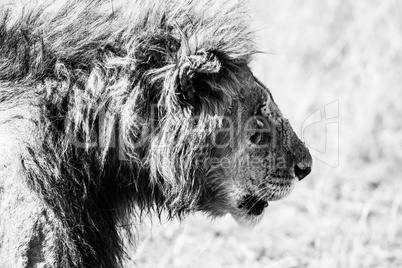 Mono head of male lion staring ahead