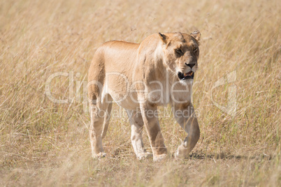 Sleepy lioness walking slowly across African savannah