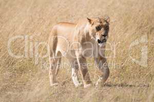 Sleepy lioness walking slowly across African savannah