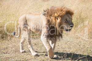 Male lion walks head down across savannah