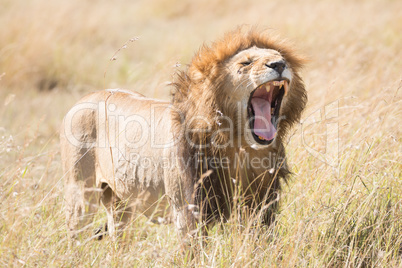 Male lion yawns showing all his teeth