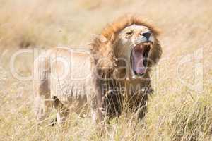 Male lion yawns showing all his teeth