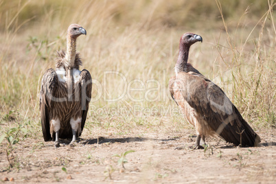 Two African white-backed vultures standing looking right
