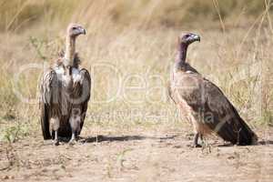 Two African white-backed vultures standing looking right