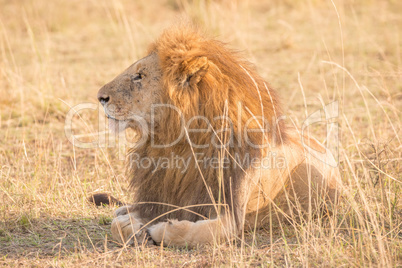 Male lion lying down in long grass
