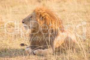 Male lion lying down in long grass