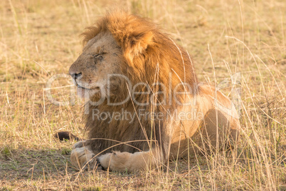 Male lion lying down with eyes closed
