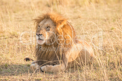 Male lion lying in grass stares left