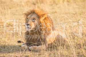 Male lion lying in grass stares left