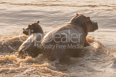 Hippo and her calf wading through river