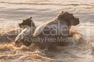 Hippo and her calf wading through river