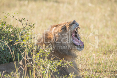 Lion yawning behind bush on sunny savannah