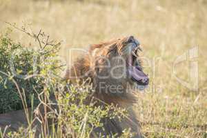 Lion yawning behind bush on sunny savannah