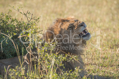 Male lion yawning behind bush on savannah