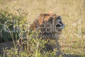 Male lion yawning behind bush on savannah
