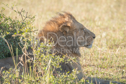 Head of lion behind bush on savannah