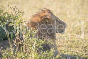 Head of lion behind bush on savannah