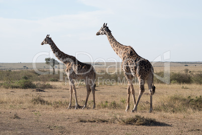 Two giraffes mirroring each other on savannah