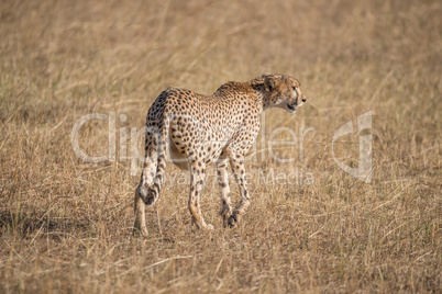 Pregnant cheetah walking away with head turned