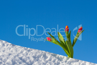 Tulips in the snow