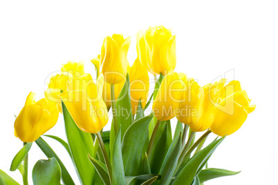 bouquet of tulips on a white background