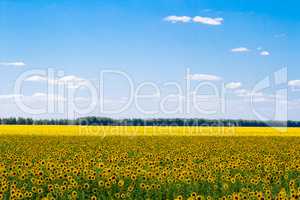 blooming sunflowers