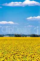 blooming sunflowers