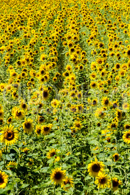 blooming sunflowers