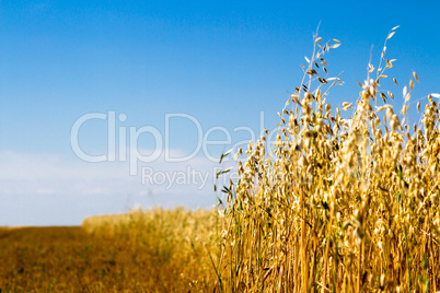 Oats field