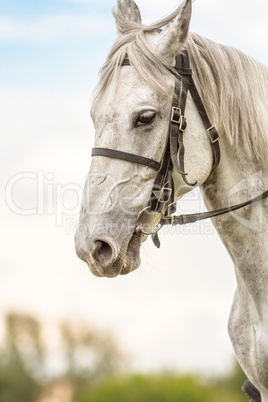 White thoroughbred horse, horse head,