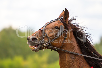 brown thoroughbred horse, horse head