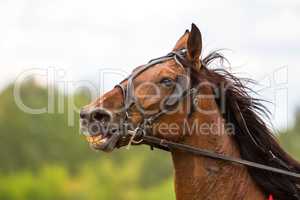 brown thoroughbred horse, horse head