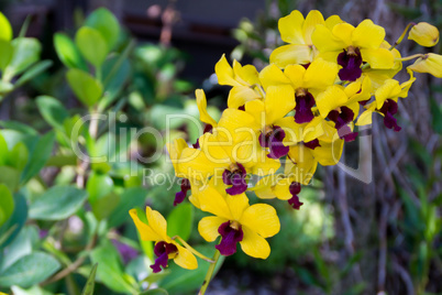 orchideen gelb lila Blume Orchideengewächse