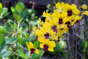 orchideen gelb lila Blume Orchideengewächse