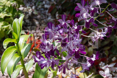 orchideen lila rot Pflanze Orchideengewächse
