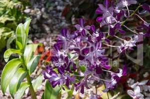 orchideen lila rot Pflanze Orchideengewächse
