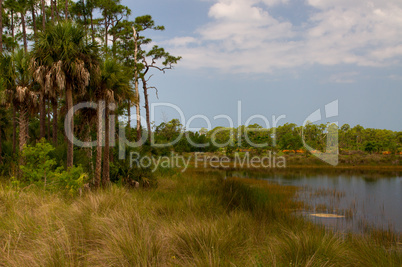 Wildnis National Park Everglades