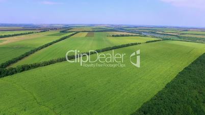 Flight to Quadrocopters Over The Field of Blossoming Sunflowers