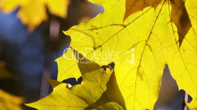 Autumn Maple Leaves. Close Up