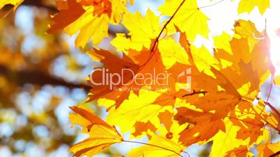 Golden Autumn Foliage