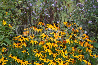 Cone-flower  (echinacea)