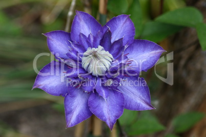 clematis flower  (Clematis)