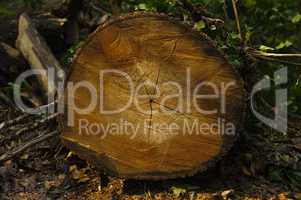 lumber industry