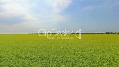 Flight to Quadrocopters Over The Field of Blossoming Sunflowers