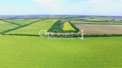 Flight to Quadrocopters Over The Field of Blossoming Sunflowers